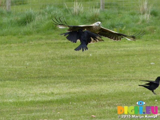 FZ015617 Red kite (Milvus milvus) almost crashing with Carrion Crow (Corvus corone)